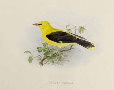 6130
          <br/>
          Rough notes on the birds observed during twenty-five years' shooting and collecting in the British Islands.
          <br/>
          <em></em>